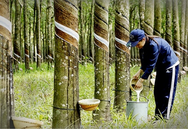 4 tháng đầu năm 2026, xuất khẩu cao su đạt 463,8 nghìn tấn, trị giá 860,9 triệu USD. Ảnh minh họa