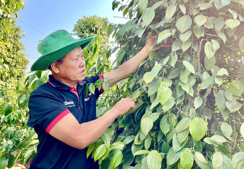 Thu hoạch hồ tiêu tại Gia Lai. Ảnh: Hiền Mai