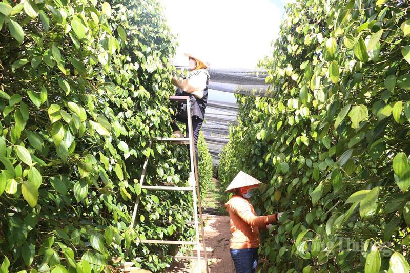 Vườn trồng hồ tiêu tại Gia Lai.
