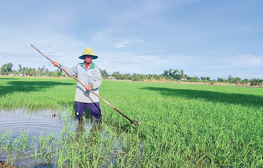 Diện tích gieo trồng lúa đạt 92% kế hoạch