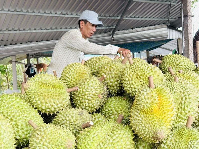 Trung Quốc hiện là thị trường lớn nhất của sầu riêng Việt Nam. Ảnh: Báo Nông nghiệp Việt Nam