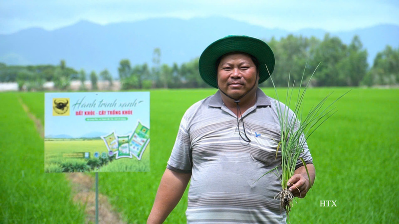 Ông Trần Văn Phước phấn khởi giới thiệu bộ rễ lúa phát triển khỏe, trắng và dài sau khi áp dụng phân bón Đầu Trâu Bio-Canxi trên vùng đất nhiễm phèn vụ hè thu năm 2026.