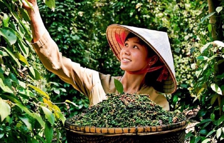 Bản tin nông sản hôm nay (27-7): Giá cà phê giảm, giá hồ tiêu khởi sắc