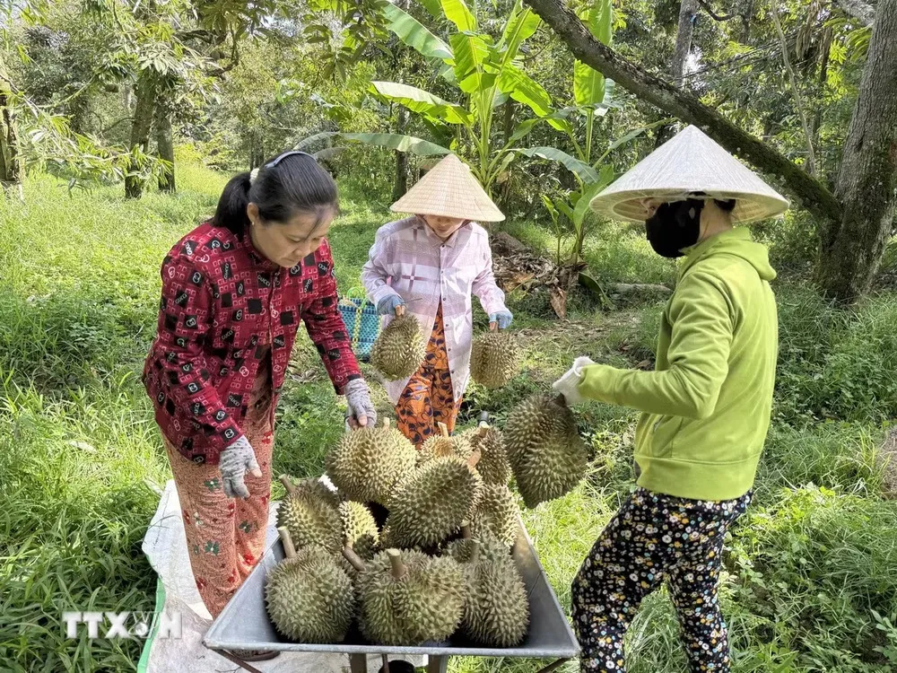 Không mở rộng diện tích sầu riêng, tập trung nâng cao năng suất, chất lượng