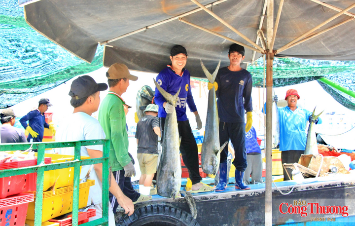 Ngư dân khai thác thuỷ sản tại cảng cá.