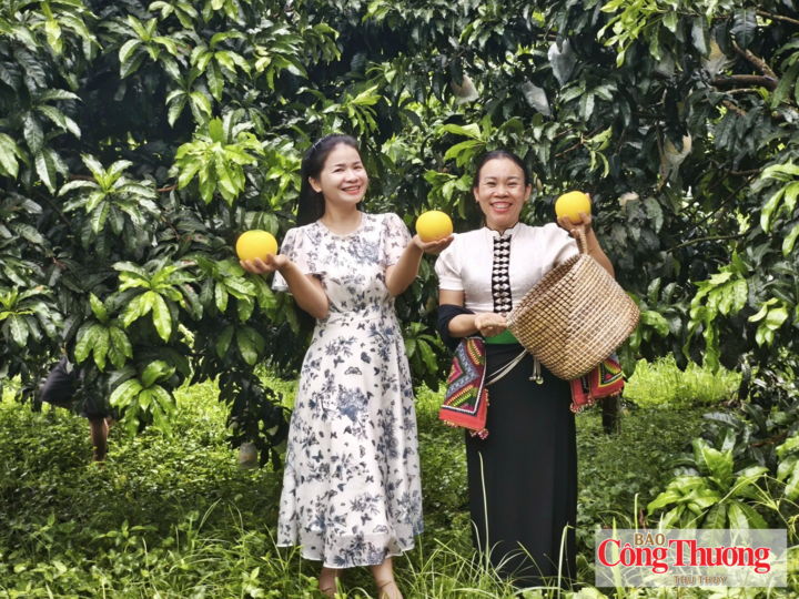 Vú sữa Hoàng Kim bén rễ trên đất Mường Ảng, mở hướng làm giàu trên đất Điện Biên.