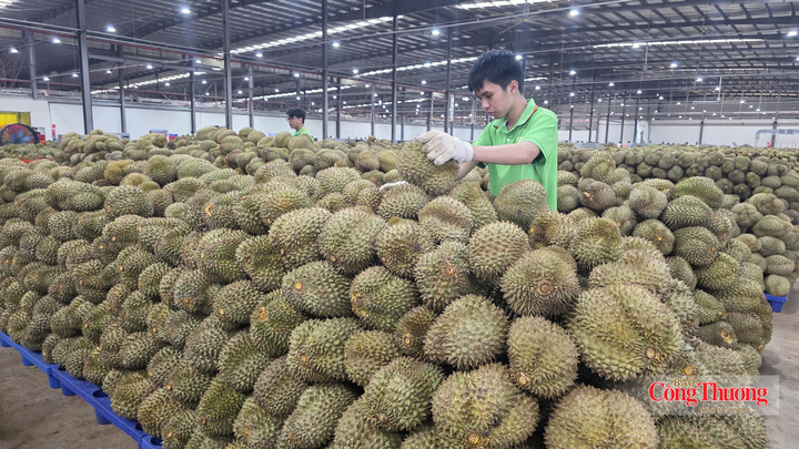 Vỏ sầu riêng thải ra môi trường gây ô nhiễm, trong khi có thể tận dụng làm nguyên liệu sản xuất phân hữu cơ và nhiên liệu sinh khối.
