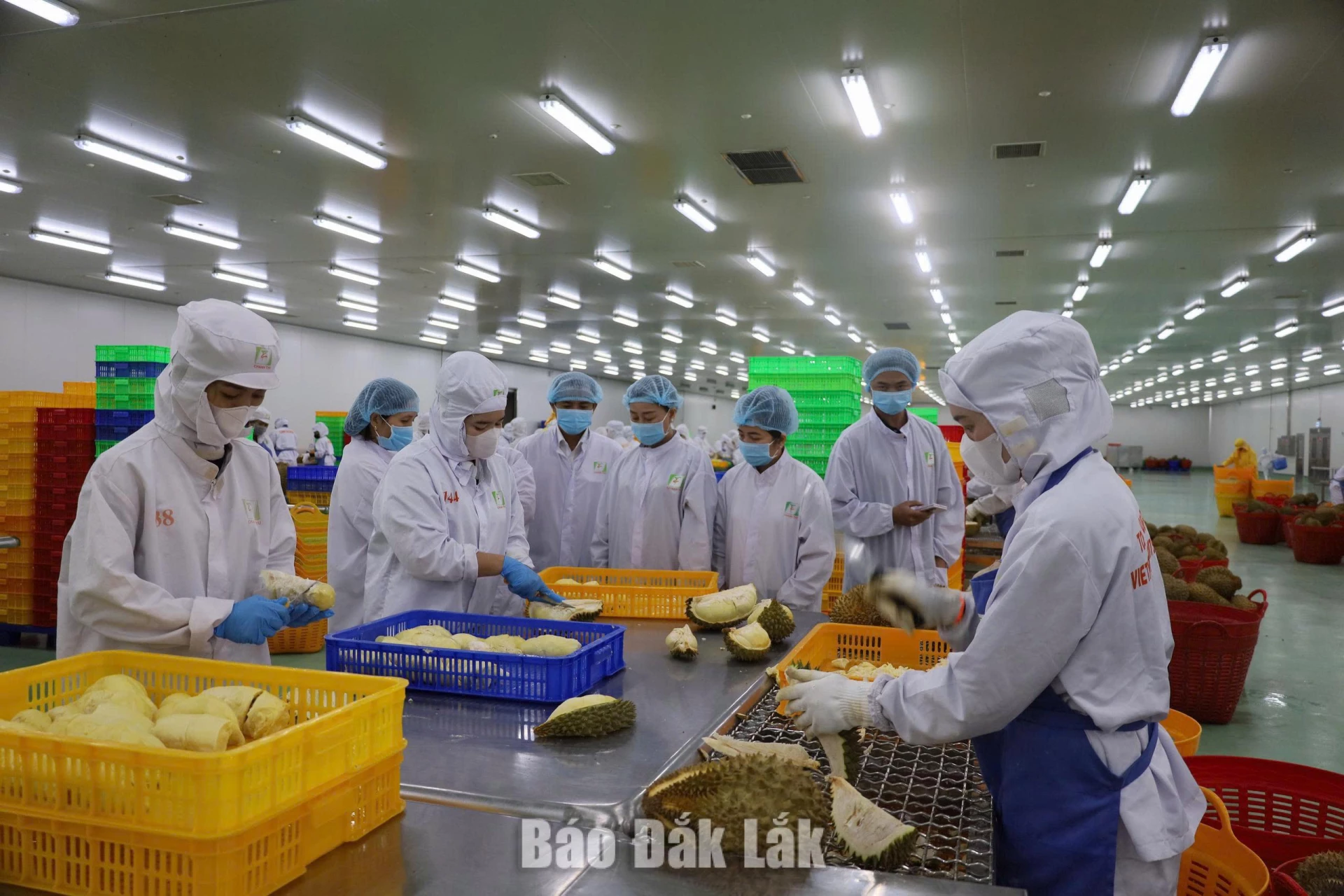 Chế biến sầu riêng cấp đông tại Nhà máy chế biến trái cây xuất khẩu Chánh Thu Đắk Lắk. Ảnh: Minh Thuận