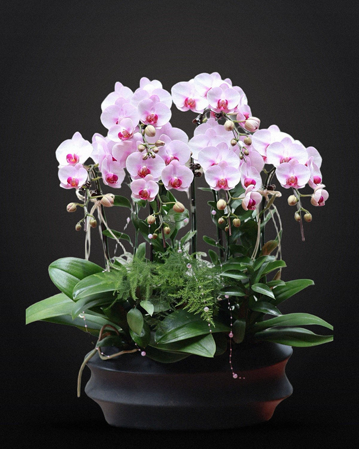 Chăm Lan Hồ Điệp trong nhà và văn phòng: 5 việc nhỏ giúp hoa bền hơn