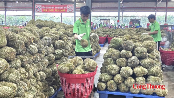Xuất khẩu sầu riêng tập trung chủ yếu vào Trung Quốc, mức độ đa dạng hóa thị trường còn hạn chế.