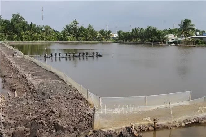 Ngành tôm nhận diện thách thức để bứt phá