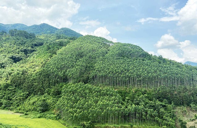 Xây dựng ngành lâm nghiệp đa giá trị, phát triển bền vững. Ảnh: Baochinhphu.vn