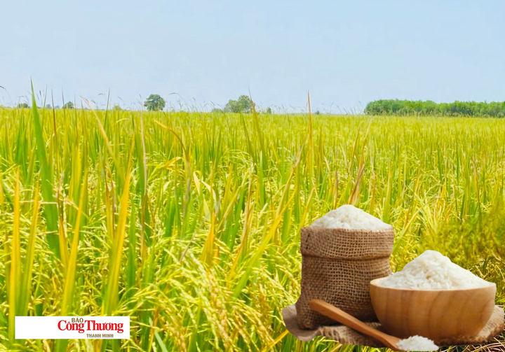 Giá lúa gạo hôm nay ngày 23/10/2026: gạo Đài Thơm 8 tăng 500 đồng/kg.